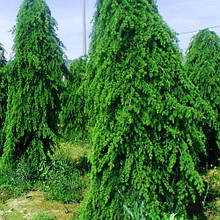 Кедр гімалайський Пендула / С5 / h 100-125 / Cedrus Pendula