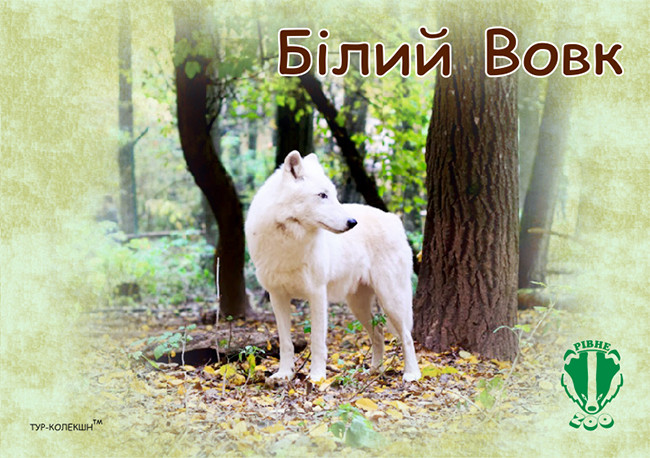 Вініловий Магніт "Білий Вовк. Рівненський зоопарк" 50х70 мм