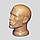 Манекен чоловіча голова тілесного кольору, фото 2