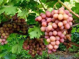 Виноград Гурзуфський рожевий