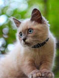 Хілтон нашийник для кішок проти бліх та кліщів, фото 2