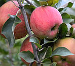 Саджанці яблуні Чемпіон Арно (дворічний), фото 2