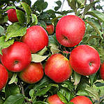 Саджанці яблуні Хоней Крісп (однорічний), фото 2