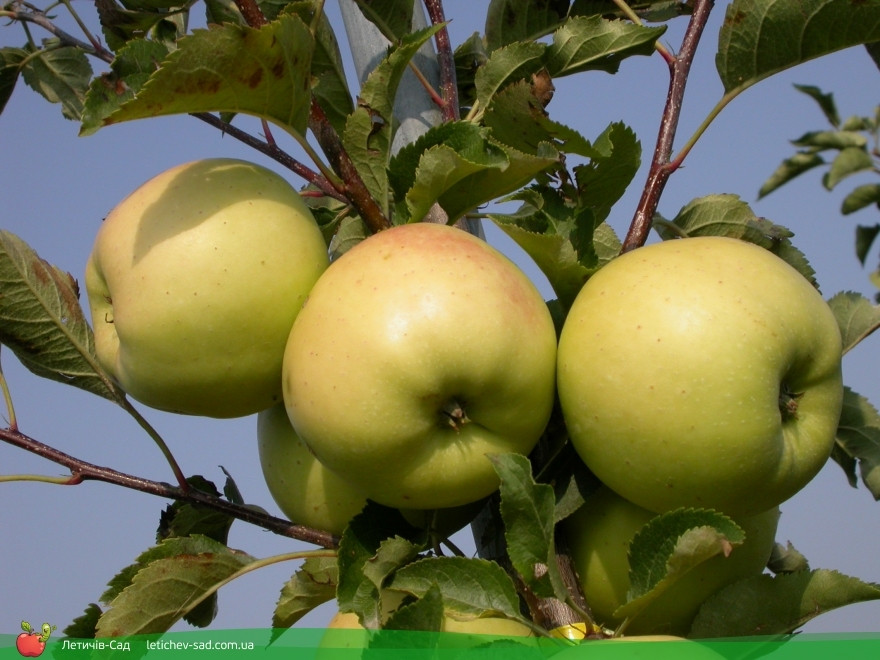 Саджанці яблуні Сіріус імунний (однорічний), фото 1