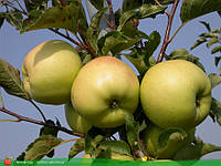 Саджанці яблуні Сіріус імунний (однорічний)