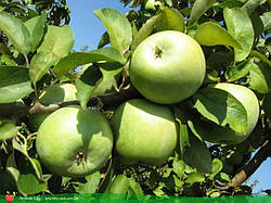 Саджанці яблуні Симиренка зелений (однорічний)