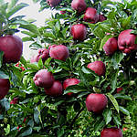 Саджанці Яблуні Ред чіф  2річка, фото 3