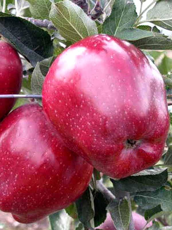 Саджанці Яблуні Ред чіф  2річка, фото 1