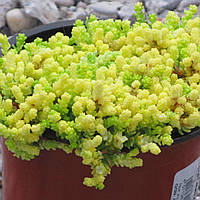 Очиток їдкий Єллоу Квін жовтий саджанці в горщиках Sedum acre Yellow Queen