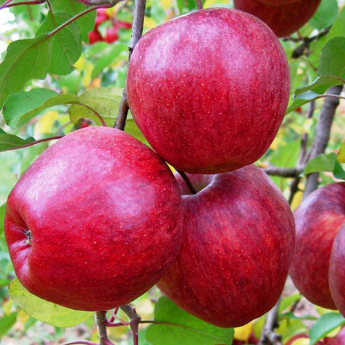 Саджанці яблуні Моді імунний (однорічний)