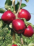 Саджанці яблуні Моді імунний (дворічний), фото 2