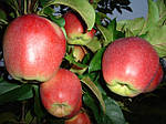 Саджанці яблуні Лігол (дворічний), фото 2