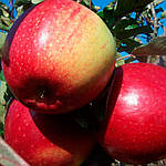 Саджанці яблуні Лігол (дворічний), фото 3