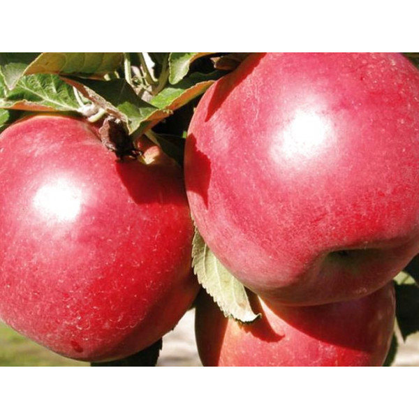 Саджанці яблуні Ерлі Женева (однорічний), фото 1