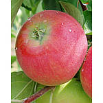 Саджанці яблуні Ерлі Женева (однорічний), фото 2