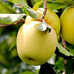 Саджанці яблуні Голден Делішес (дворічний), фото 2
