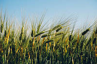 Насіння озимої пшениці Кантата (еліта)