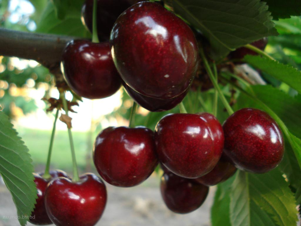 Саджанці черешні Техлован (однорічний), фото 1