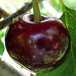 Саджанці черешні Техлован (однорічний), фото 2