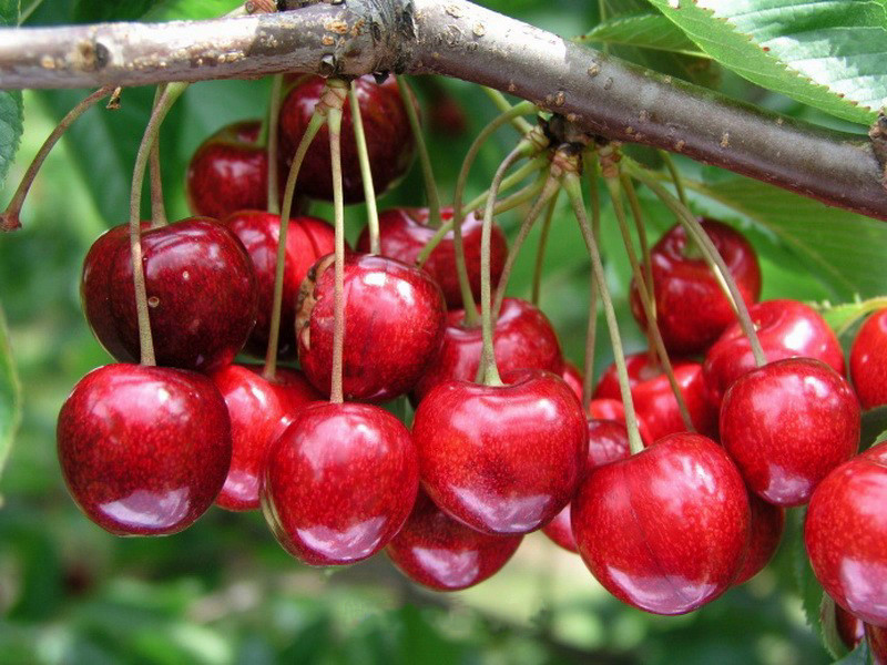 Саджанці черешні Сумміт (однорічний), фото 1