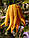 Цитрон рука Будди (лат. Citrus medica sarcodactylis) 20-25 см. (Чорренкований, укоренений), фото 2