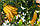 Цитрон рука Будди (лат. Citrus medica sarcodactylis) 20-25 см. (Чорренкований, укоренений), фото 4