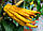 Цитрон рука Будди (лат. Citrus medica sarcodactylis) 20-25 см. (Чорренкований, укоренений), фото 5