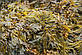Фукус водорості (морський дуб, цар водорослі, морський виноград) сушені, 1 кг, фото 4