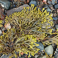 Фукус водоросли (морской дуб, царь водоросль, морской виноград) сушоные, 500 г