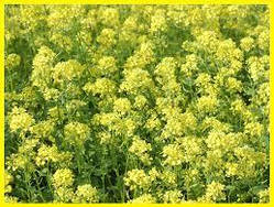 Гірчиця Жовта на сідерат