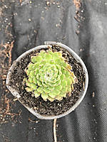 Молодило Браво. У контейнерах Д5.