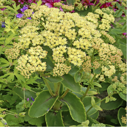 Саджанці Очитку (седум) гібридний Цитрус Твіст (Sedum hybridum Citrus Twist) Р9, фото 1