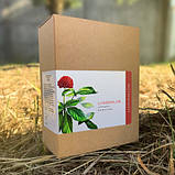 Lowomalon (Ловомалон) - капсули для підтримки сечовидільної системи, фото 4