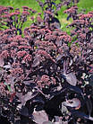 Саджанці Очитку (седум) гібридний Блек Джек (Sedum hybridum Black Jack) Р9, фото 3