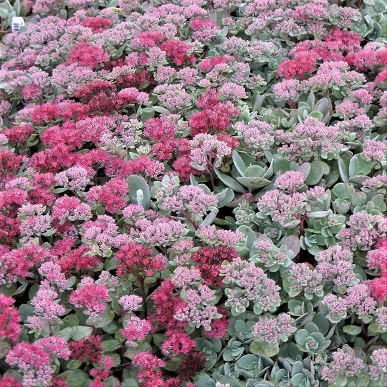 Саджанці Очитку (седум) гібридний Віра Джеймсон (Sedum hybridum Vera Jameson) Р9, фото 1