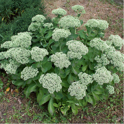 Саджанці Очитку (седум) гібридний Стардаст (Sedum spectabile Stardust) Р9, фото 1