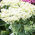 Саджанці Очитку (седум) гібридний Стардаст (Sedum spectabile Stardust) Р9, фото 2