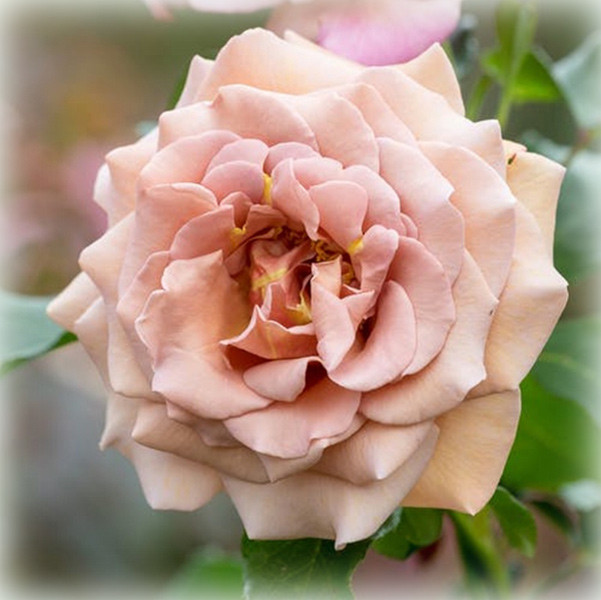 Троянда Коко Локо (Koko Loko), флорибунда в контейнері, фото 1