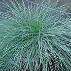 Саджанці Вівсяниця сиза Компакт Блу (Festuca glauca Compact Blue) Р9, фото 4