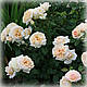 Троянда флорибунда Лайонс Розе (Lions Rose), фото 4