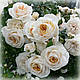Троянда флорибунда Лайонс Розе (Lions Rose), фото 3