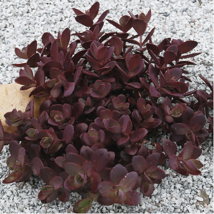 Саженцы Очитка (седум) гибридный Черри Тарт (Sedum hybridum Cherry Tart) Р9 - фото 1 - id-p1660702967