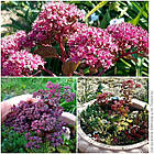 Саджанці Очитку (седум) гібридний Черрі Тарт (Sedum hybridum Cherry Tart) Р9, фото 2