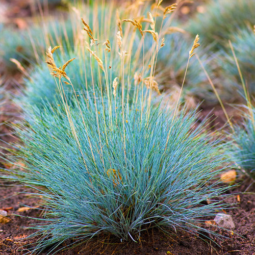 Саджанці Вівсяниці Інтенс Блу (Festuca Intense Blue) Р9, фото 1