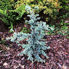 Кедр ліванський Сапфір Німф / h 40-50 / Cedrus Saphire Nymph