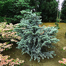 Кедр ліванський Сапфір Німф / h 40-50 / Cedrus Saphire Nymph, фото 2
