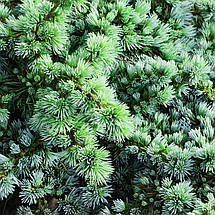 Кедр ліванський Сапфір Німф / h 40-50 / Cedrus Saphire Nymph, фото 5