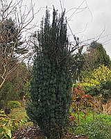 Цефалотаксус харрингтона "Фастигиата". Cephalotaxus haringtonia "Fastigiata".