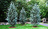 Кедр ліванський Глаука / С5 / h 80-100 / Cedrus libani Glauca, фото 10
