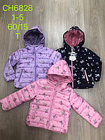 Куртки для дівчаток оптом, S&D, 1-5 років, арт. CH-6828, фото 2
